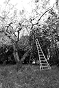 %_tempFileNameMegan%20Hiner_872251_assignsubmission_file_Orchard%202%