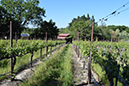 %_tempFileNameMegan%20Hiner_872251_assignsubmission_file_Vineyard%201%