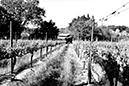 %_tempFileNameMegan%20Hiner_872251_assignsubmission_file_Vineyard%202%