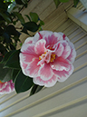 %_tempFileNameMegan%20Hiner_823585_assignsubmission_file_Program%