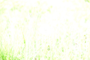 %_tempFileNameCynthia%20Carrillo_1000000_assignsubmission_onlinetext_DSC_1119%