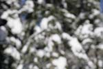 _MG_9611