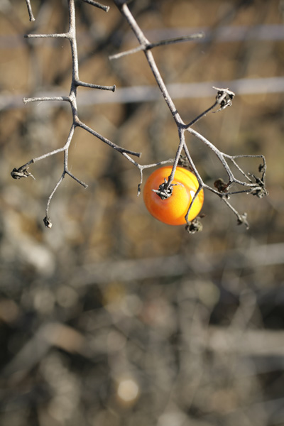 _MG_0605