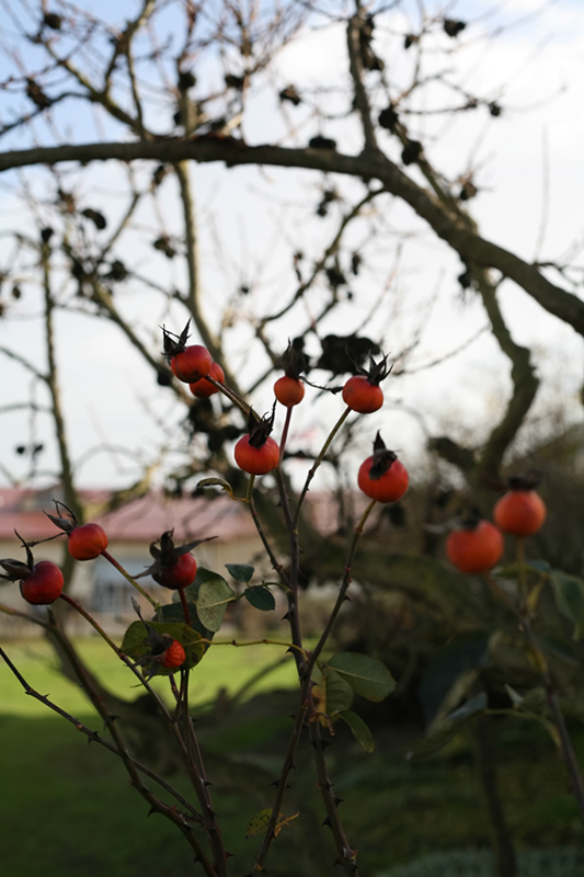 %_tempFileNameIMG_6023%