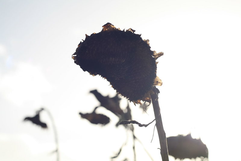 %_tempFileNameIMG_6041%