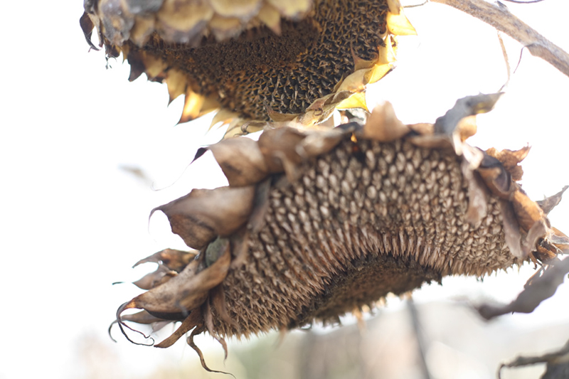 %_tempFileNameIMG_6044%