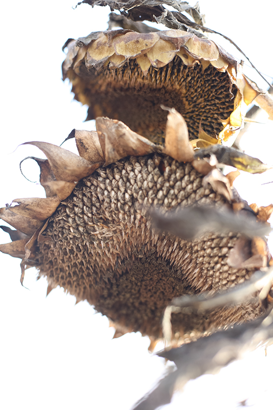 %_tempFileNameIMG_6045%