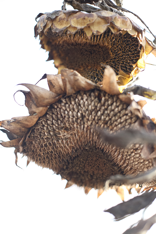 %_tempFileNameIMG_6047%