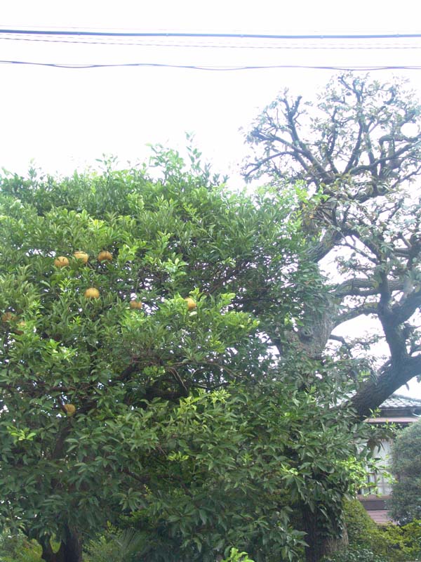 DSC02407