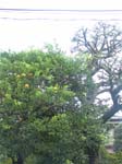 DSC02407