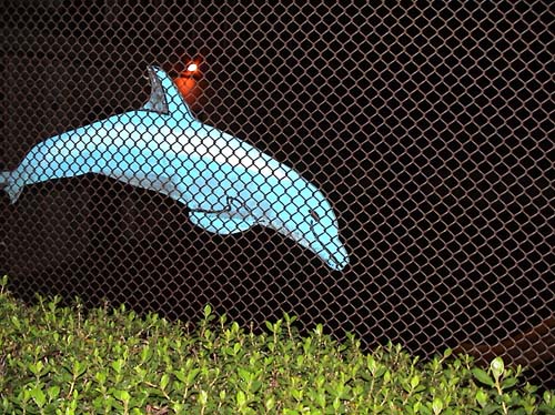 dolphine