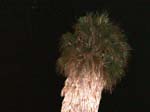 palm levels