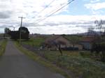 DSC00975