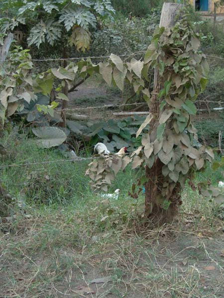 DSC00617