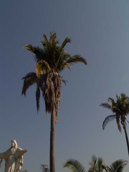 DSC00711