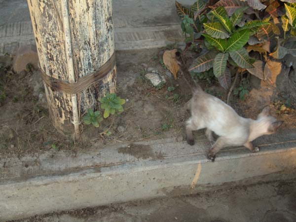 DSC00737