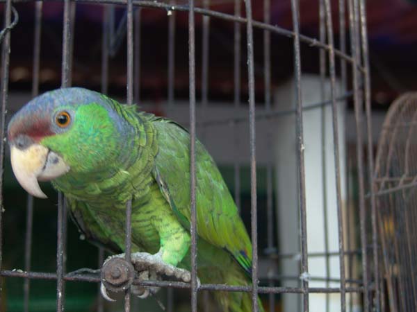DSC00742