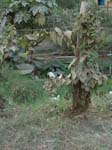 DSC00617