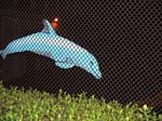 dolphine