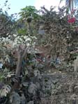 DSC00749