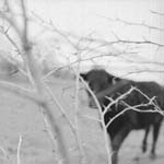 cow1
