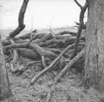 limbs