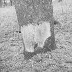 treemarking