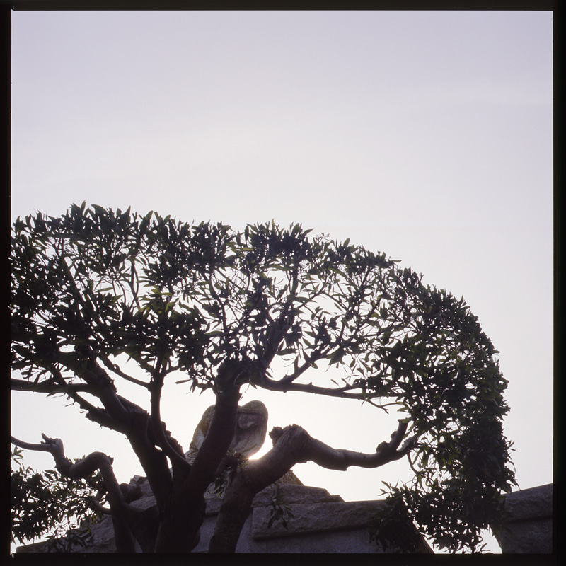 morose_series1.3