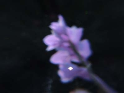 DSC00031
