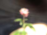 DSC00029
