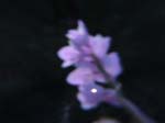 DSC00031