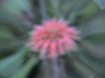 DSC00037