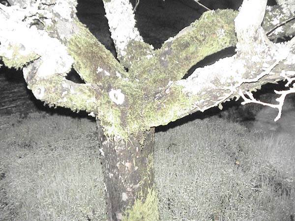 Picture 012